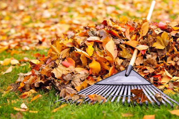 Cost of Leaves Removal in Kailua Kona