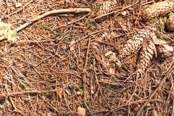 Cost of Pine Needles Removal in Kailua Kona