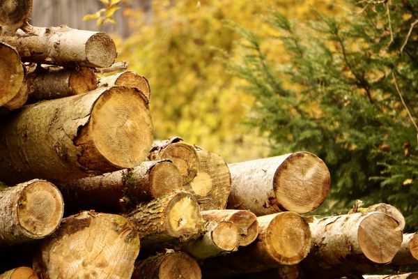 Cost of Wood Pile Removal in Kailua Kona
