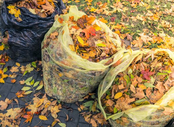 Yard Cleanup Service in Kailua Kona