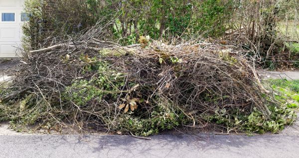 Cost of Tree Limb Cleanup in Kailua Kona