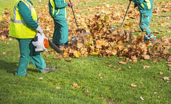 Cost of Leaf Maintenance in Kailua Kona