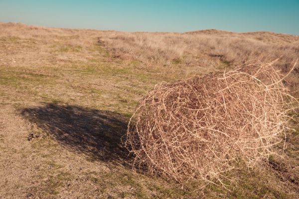 Cost of Tumbleweed Removal in Kailua Kona