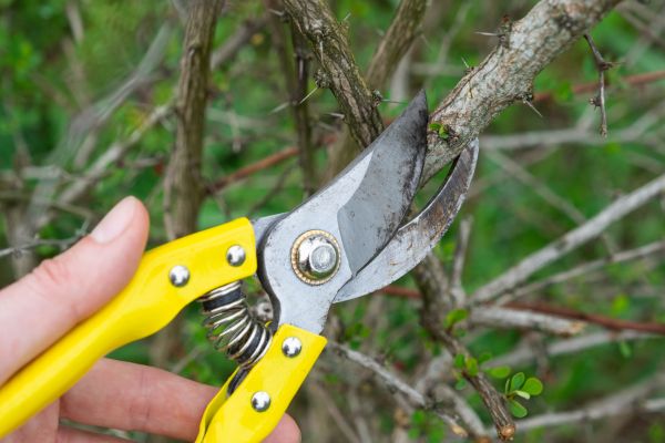 Cost of Limbs Removal in Kailua Kona