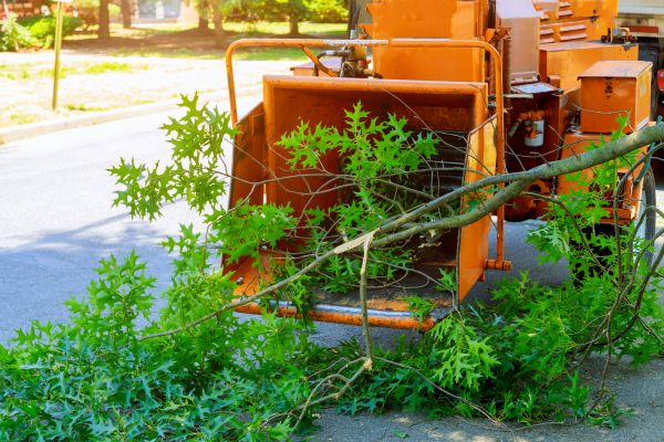 Tree Branches Removal in Kailua Kona