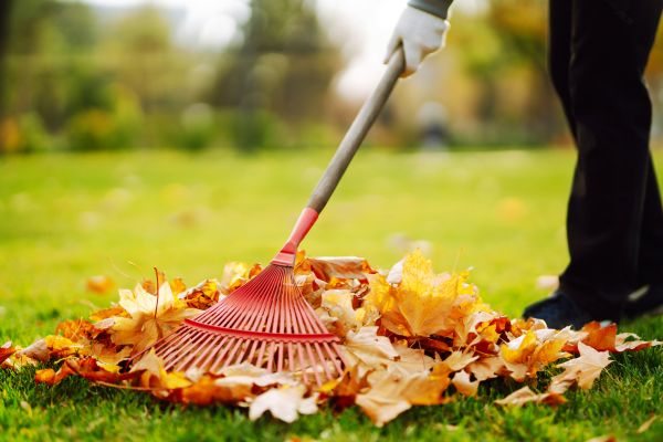 Cost of Ditch Leaf Removal in Kailua Kona