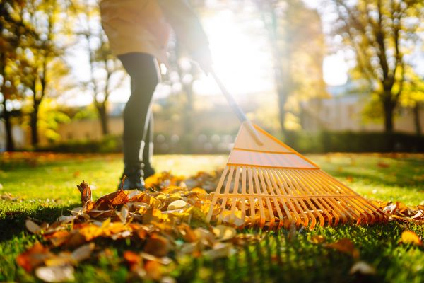 Leaves Raking in Kailua Kona
