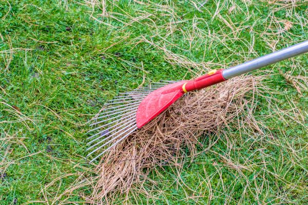 Yard Raking in Kailua Kona