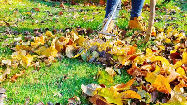 Lawn Cleanup Service in Kailua Kona
