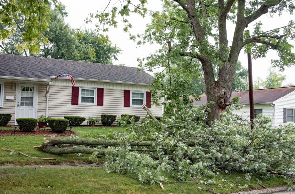 Cost of Fallen Branch Removal in Kailua Kona