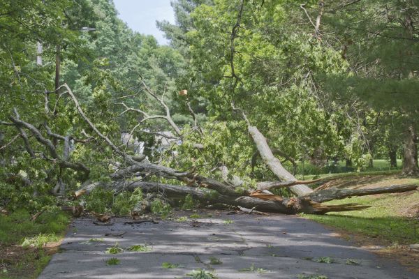 Tree Debris Removal in Kailua Kona